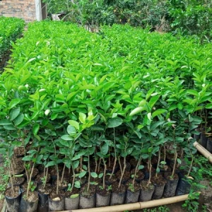 Cây giống Chanh không hạt