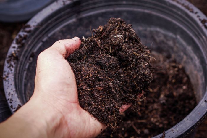 Chuẩn bị đất trồng chanh giống