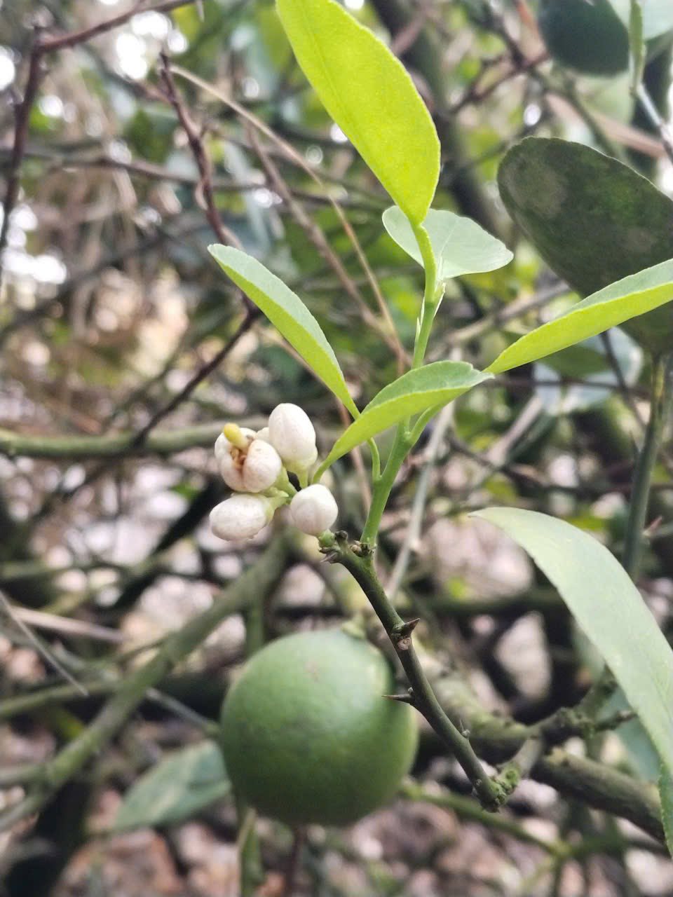 Trồng cây chanh bao lâu có trái?