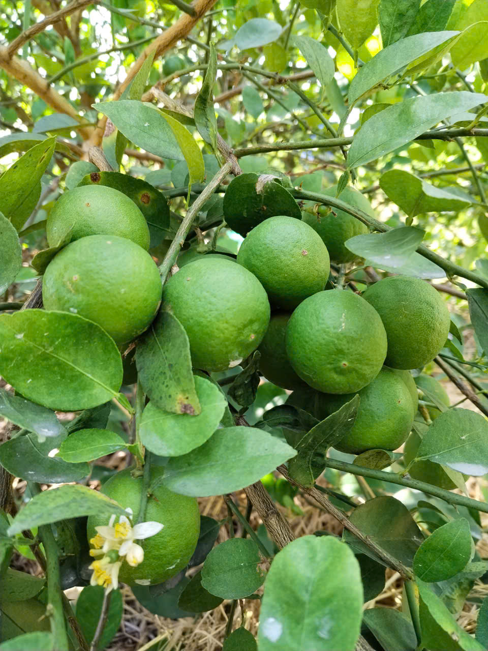 Trồng cây chanh bao lâu có trái?