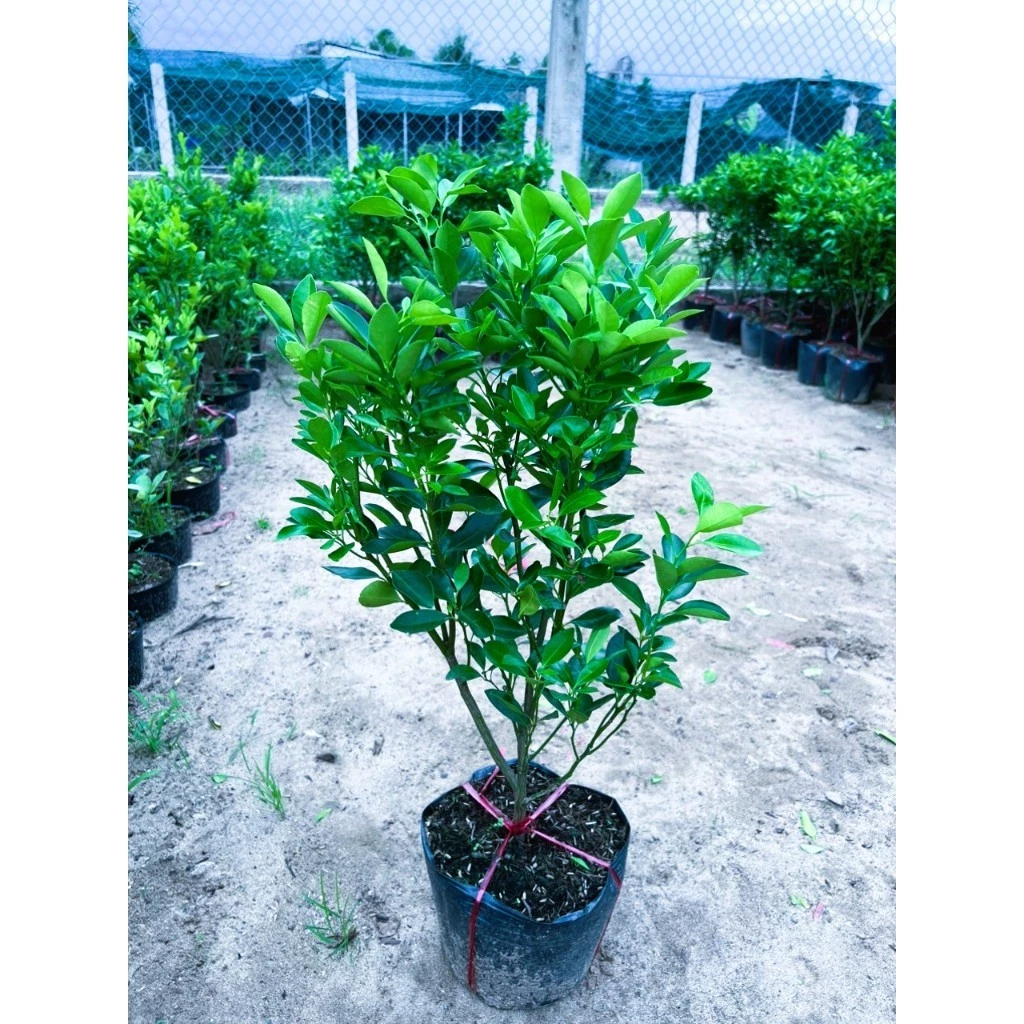 Hướng dẫn trồng và chăm sóc cây tắc cho năng suất cao